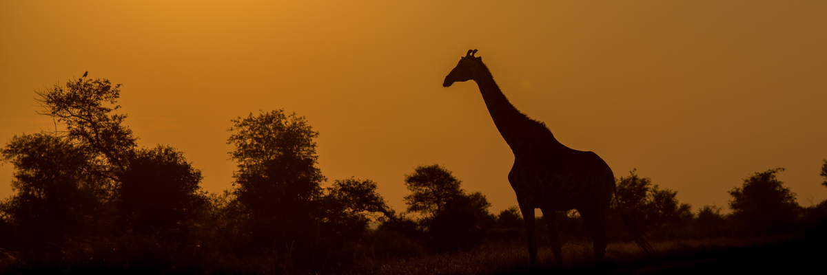 Kru sunset giraffe