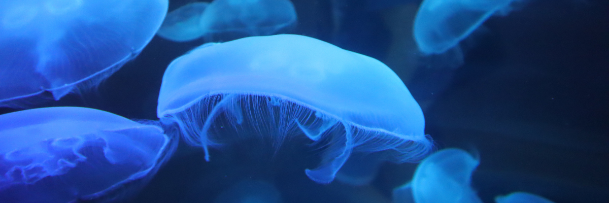 jellyfish at two aquarium