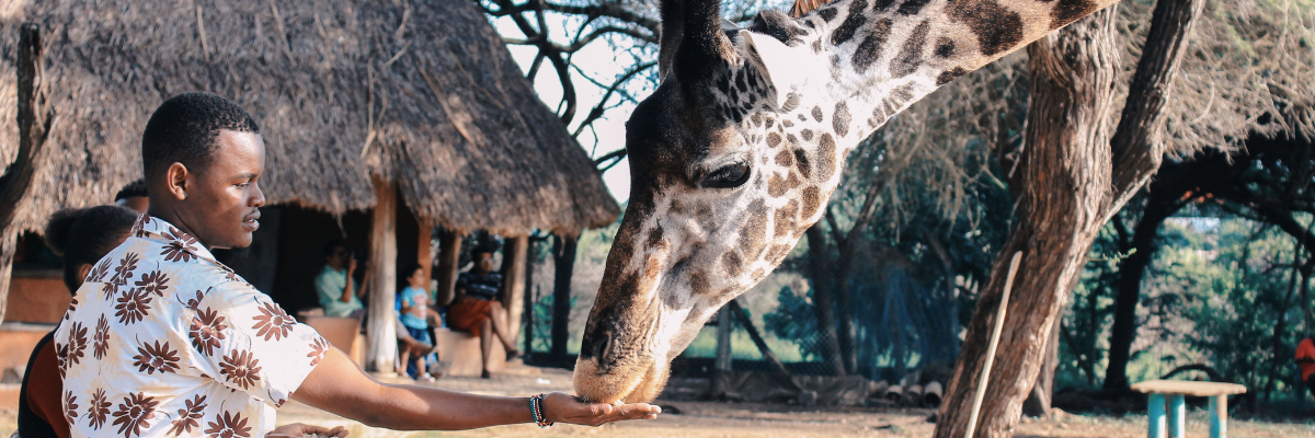 kru man feeding giraffe