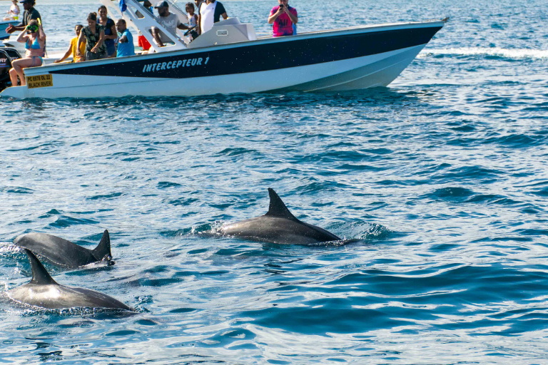 Dolphin Encounter