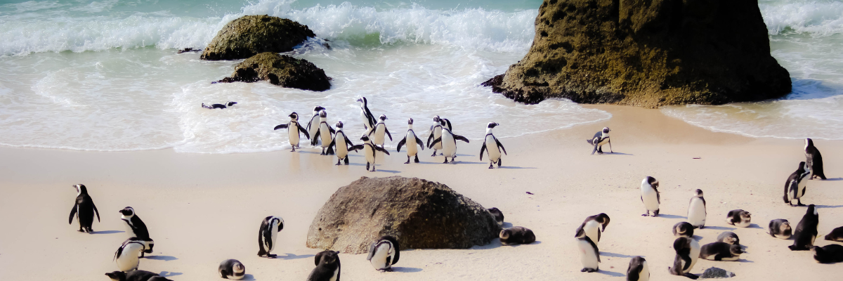 Pinguin on beach ct
