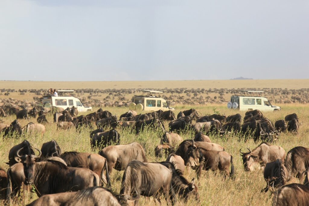 Tanzania Safari Adventure