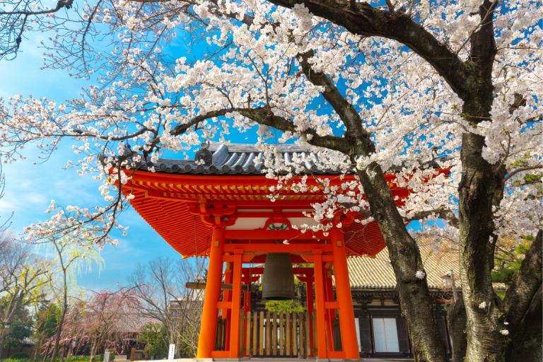 Japan – Cherry Blossom