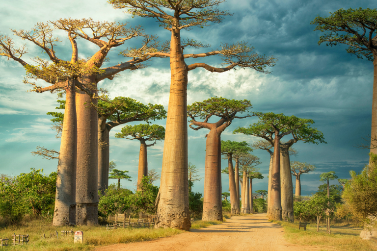Antsinanana Odyssey Madagascar