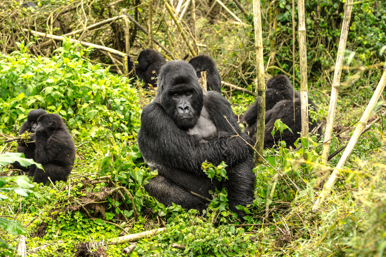 Rwanda Gorillas Safari