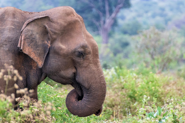 Sri Lanka Explorer