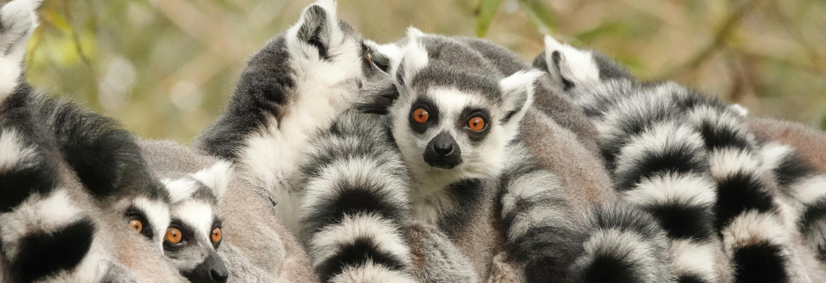 43